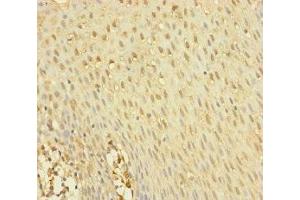 Immunohistochemistry of paraffin-embedded human tonsil tissue using ABIN7145012 at dilution of 1:100 (YME1L1 抗体  (AA 1-240))