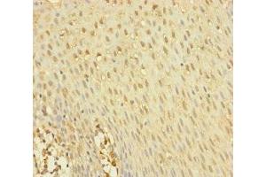 Immunohistochemistry of paraffin-embedded human tonsil tissue using ABIN7145012 at dilution of 1:100 (YME1L1 抗体  (AA 1-240))