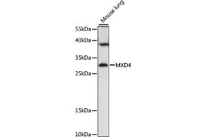 Western blot analysis of extracts of mouse lung, using MXD4 antibody (ABIN7268430) at 1:1000 dilution. (MXD4 抗体  (AA 110-209))