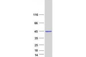 Western Blotting (WB) image for NDRG Family Member 2 (NDRG2) (Transcript Variant 4) protein (Myc-DYKDDDDK Tag) (ABIN2726984)