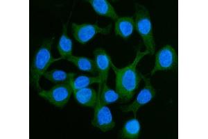 IF analysis of LI Cadherin/CDH17 using anti-LI Cadherin/CDH17 antibody (ABIN7600855). (LI Cadherin 抗体  (AA 24-695))