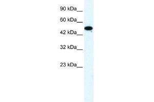 FLJ31875 antibody (20R-1120) used at 0. (ZNF778 抗体  (Middle Region))