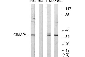 Western blot analysis of extracts from HeLa cells, HT-29 cells and RAW264.
