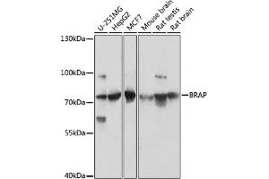 Western blot analysis of extracts of various cell lines, using BRAP antibody (ABIN7265922) at 1:3000 dilution. (BRAP 抗体  (AA 1-200))