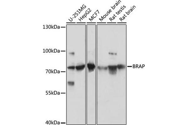 BRAP 抗体  (AA 1-200)