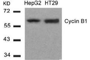 Image no. 3 for anti-Cyclin B1 (CCNB1) (Ser147) antibody (ABIN401648) (Cyclin B1 抗体  (Ser147))