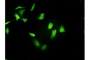 Immunofluorescence (IF) image for anti-Signal Transducer and Activator of Transcription 4 (STAT4) (AA 1-748) antibody (ABIN563030)