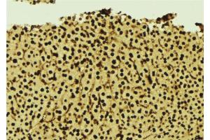ABIN6277273 at 1/100 staining Mouse liver tissue by IHC-P.