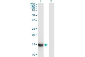 Western Blot analysis of SPEG expression in transfected 293T cell line by APEG1 monoclonal antibody (M01), clone S2.
