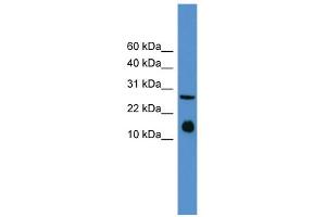 WB Suggested Anti-Il5 Antibody Titration: 0. (IL-5 抗体  (Middle Region))