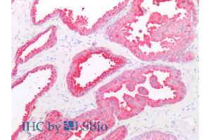 ABIN940545 (5µg/ml) staining of paraffin embedded Human Prostate. (ADRB3 抗体  (Internal Region))