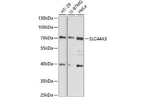 Western blot analysis of extracts of various cell lines, using SLC44 antibody (ABIN6130186, ABIN6148002, ABIN6148003 and ABIN6216584) at 1:3000 dilution. (SLC44A3 抗体  (AA 60-220))