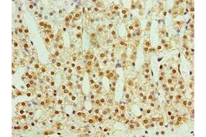 Immunohistochemistry of paraffin-embedded human adrenal gland tissue using ABIN7170729 at dilution of 1:100 (STMN4 抗体  (AA 1-216))