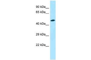 WB Suggested Anti-Opn3 Antibody Titration: 1. (OPN3 抗体  (C-Term))