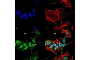 Immunocytochemistry/Immunofluorescence analysis using Mouse Anti-Alpha Synuclein Monoclonal Antibody, Clone 3C11 (ABIN5564063). (SNCA 抗体  (APC))