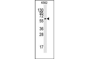 Image no. 1 for anti-Kruppel-Like Factor 4 (Gut) (KLF4) (N-Term) antibody (ABIN357864) (KLF4 抗体  (N-Term))