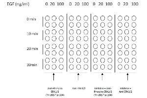 Image no. 1 for Mitogen-Activated Protein Kinase 1/3 (MAPK1/3) ELISA Kit (ABIN1981830)