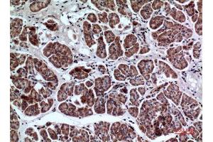 Immunohistochemistry (IHC) analysis of paraffin-embedded Human Pancreas, antibody was diluted at 1:100.