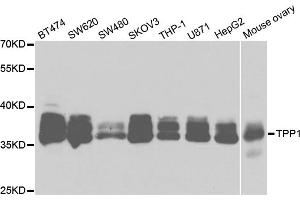 Western blot analysis of extracts of various cell lines, using TPP1 antibody (ABIN5973279) at 1/1000 dilution. (TPP1 抗体)
