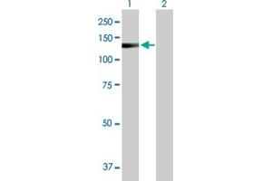 Western Blot analysis of IGFN1 expression in transfected 293T cell line by IGFN1 MaxPab polyclonal antibody. (IGFN1 抗体  (AA 1-868))