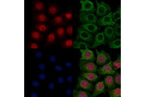 ABIN7094191 and ABIN7098236 staining HepG2 cells by IF/ICC. (ECD/SGT1 抗体  (Internal Region))