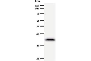 Western Blotting (WB) image for anti-Cysteine-serine-Rich Nuclear Protein 1 (CSRNP1) antibody (ABIN931016) (AXUD1 抗体)