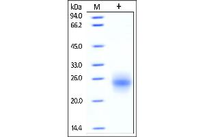 SDS-PAGE (SDS) image for Cytotoxic T-Lymphocyte-Associated Protein 4 (CTLA4) (AA 37-162) (Active) protein (Strep Tag) (ABIN6810026)