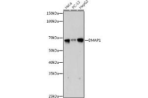 Western blot analysis of extracts of various cell lines, using DM antibody (ABIN7266814) at 1:1000 dilution. (DMAP1 抗体)
