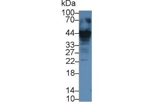 Detection of CASP12 in Human Jurkat cell lysate using Polyclonal Antibody to Caspase 12 (CASP12) (Caspase 12 抗体  (AA 1-244))