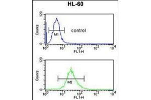 Flow cytometric analysis of HL-60 cells (bottom histogram) compared to a negative control cell (top histogram). (SELENBP1 抗体  (C-Term))