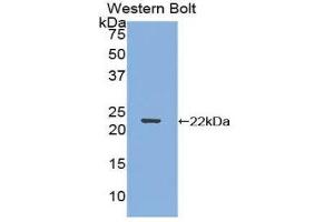 Western Blotting (WB) image for anti-Early Growth Response 1 (EGR1) (AA 282-433) antibody (ABIN1858700)
