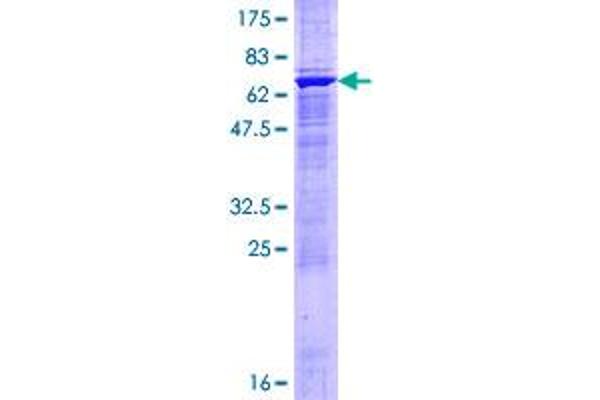 MAP2K4 Protein (AA 1-399) (GST tag)