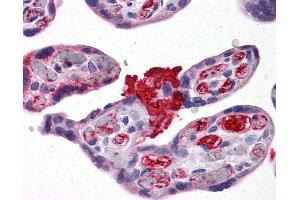 Anti-MSX2 antibody IHC of human placenta. (Msx2/Hox8 抗体  (AA 101-201))