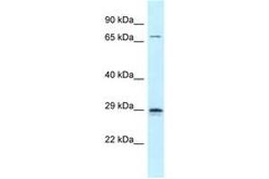 Image no. 1 for anti-Neurogenin 2 (NEUROG2) (C-Term) antibody (ABIN6747814) (Neurogenin 2 抗体  (C-Term))