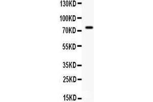 Observed bind size: 75KD (IL-7 抗体  (AA 26-177))