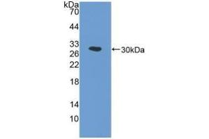 Detection of Recombinant PTGS1, Human using Polyclonal Antibody to Cyclooxygenase 1 (COX-1) (COX-1 抗体  (AA 367-599))