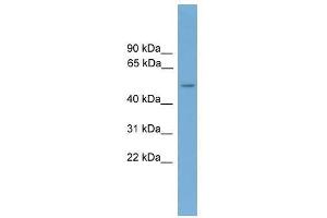 CADM3 antibody used at 0. (CADM3 抗体  (Middle Region))