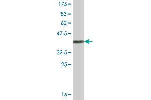 Western Blot detection against Immunogen (43. (UBL4A 抗体  (AA 1-157))