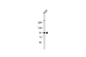 Anti-HSPCB Antibody (N-term) at 1:1000 dilution + A431 whole cell lysate Lysates/proteins at 20 μg per lane. (HSP90AB1 抗体  (N-Term))
