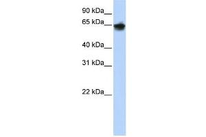 Cytokeratin 1 antibody used at 1 ug/ml to detect target protein. (Cytokeratin 1 抗体)