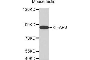 Western Blotting (WB) image for anti-Kinesin Associated Protein 3 (KIFAP3) (AA 1-200) antibody (ABIN1680591) (KIFAP3 抗体  (AA 1-200))