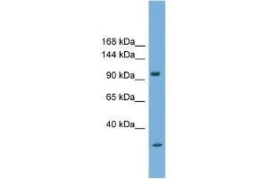 WB Suggested Anti-PCDH21 Antibody Titration:  0. (PCDH21 抗体  (N-Term))