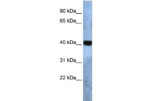 WB Suggested Anti-TMEM115 Antibody Titration:  0. (TMEM115 抗体  (N-Term))