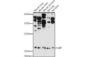 Western blot analysis of extracts of various cell lines, using GRP antibody (ABIN6127573, ABIN6141433, ABIN6141434 and ABIN6222002) at 1:1000 dilution. (Gastrin-Releasing Peptide 抗体  (AA 1-148))