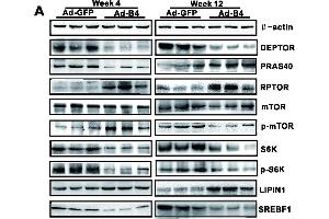 BMP4 down-regulates the mTORC1 signaling pathway in mouse liver.