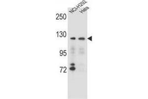 Western blot analysis in NCI-H292,Hela cell line lysates (35ug/lane) using Sorting nexin-13 (SNX13) Antibody (C-term). (SNX13 抗体  (C-Term))