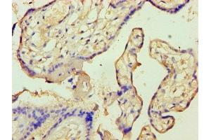 Immunohistochemistry of paraffin-embedded human placenta tissue using ABIN7144296 at dilution of 1:100 (Annexin A9 抗体  (AA 8-345))