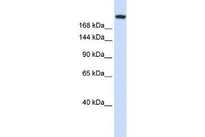 WB Suggested Anti-LAMC1 Antibody Titration: 0. (Laminin gamma 1 抗体  (Middle Region))