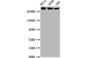 Western Blot Positive WB detected in Hela whole cell lysate,A549 whole cell lysate,293 whole cell lysate All lanes Phospho-POLR2A antibody at 1. (Recombinant POLR2A/RPB1 抗体  (pSer2))