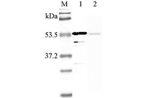 Western blot analysis using anti-Nampt (human), pAb  at 1:2'000 dilution. (NAMPT 抗体  (Biotin))